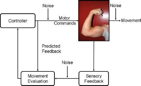 bilateral transfer motor learning.